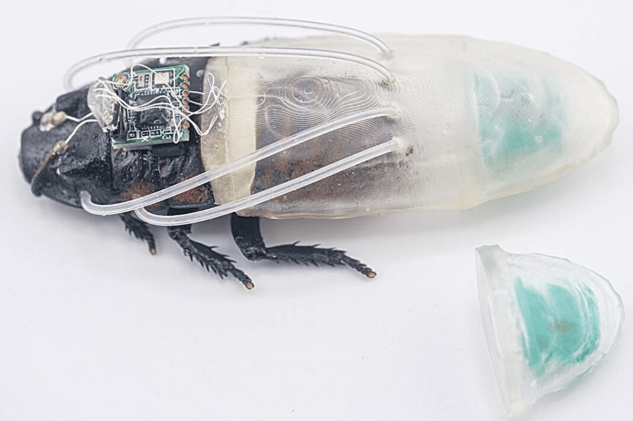 Scientists Built Amphibious Cyborg Cockroaches and We Regret to Inform You They Work