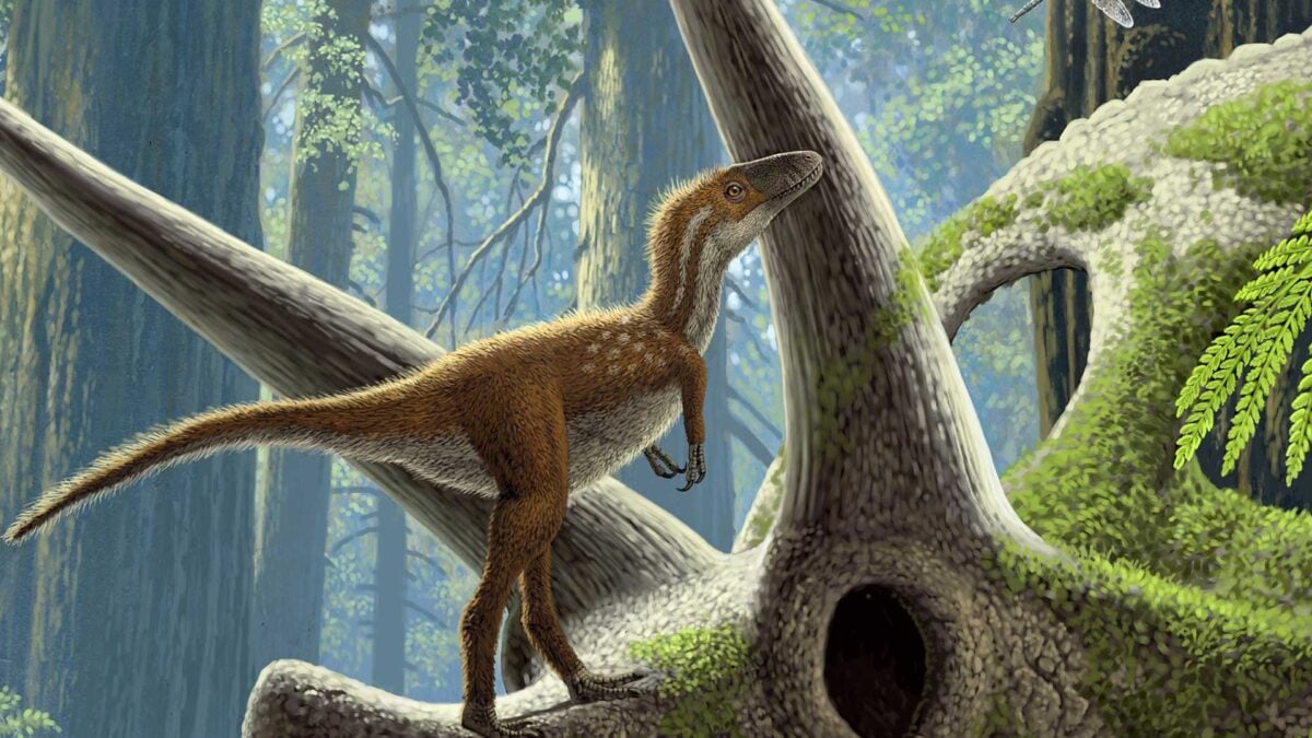 T. Rex Babies Were No Bigger Than House Cats&mdash;But Already Deadly
