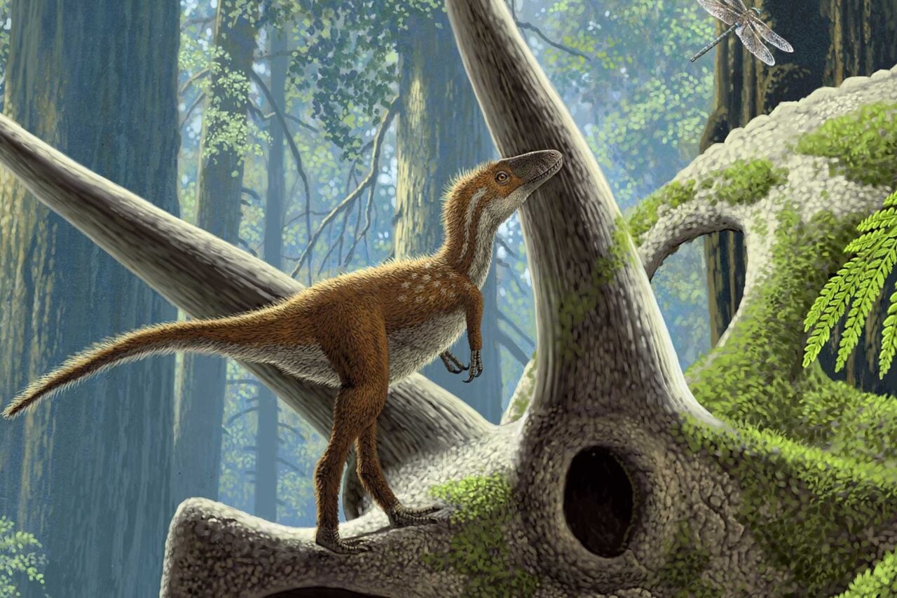 Feathered Baby Trex Rendering