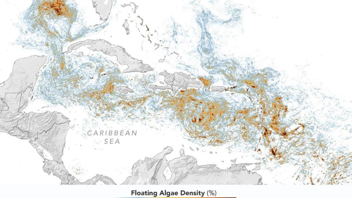 NASA Map Reveals Record Blob of Vacation-Wrecking Seaweed NASA Map Reveals Record Blob of Vacation-Wrecking Seaweed