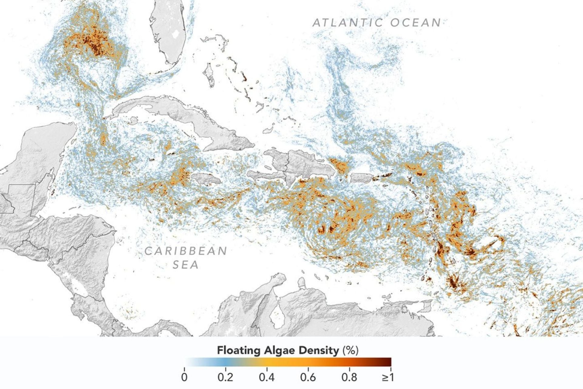 This map, based on data from the OCI (Ocean Color Instrument) on NASA’s PACE (Plankton, Aerosol, Cloud, ocean Ecosystem) satellite, shows Sargassum highly concentrated in the tropical Atlantic in June 2026.