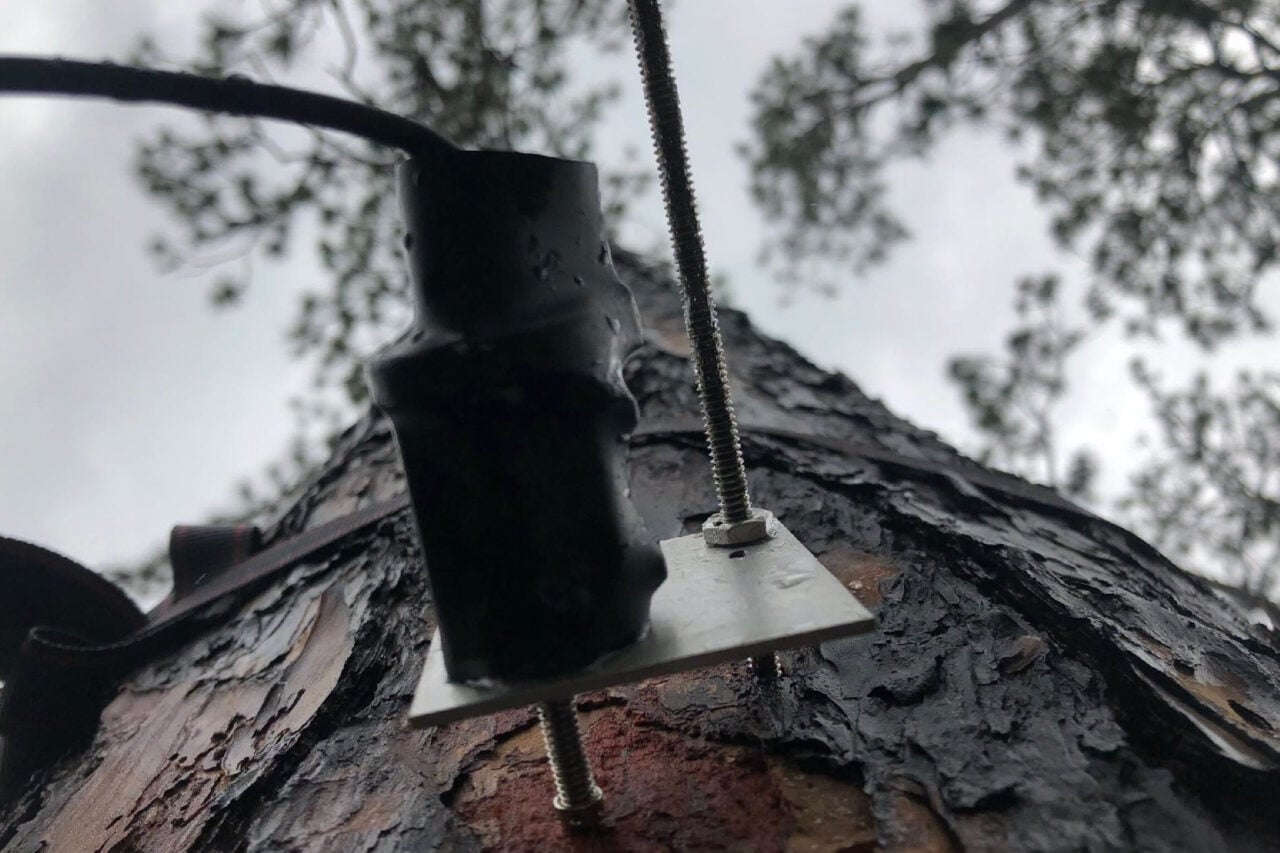Trees May Not Slow Climate Change as Much as Scientists Thought