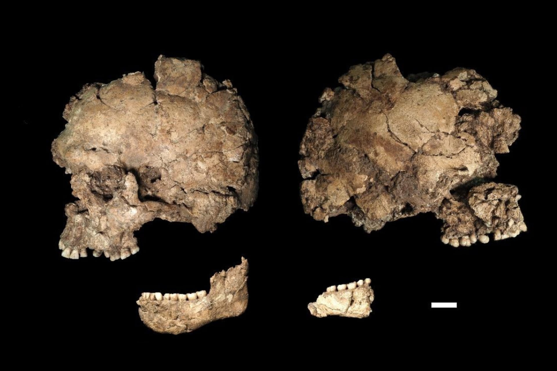 Sections of Qafzeh 25's cranium in right and left lateral views (top); right and left hemimandibles (middle).