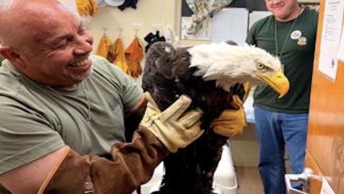 Internet-Famous Bald Eagle Found Alive After Mysterious…
