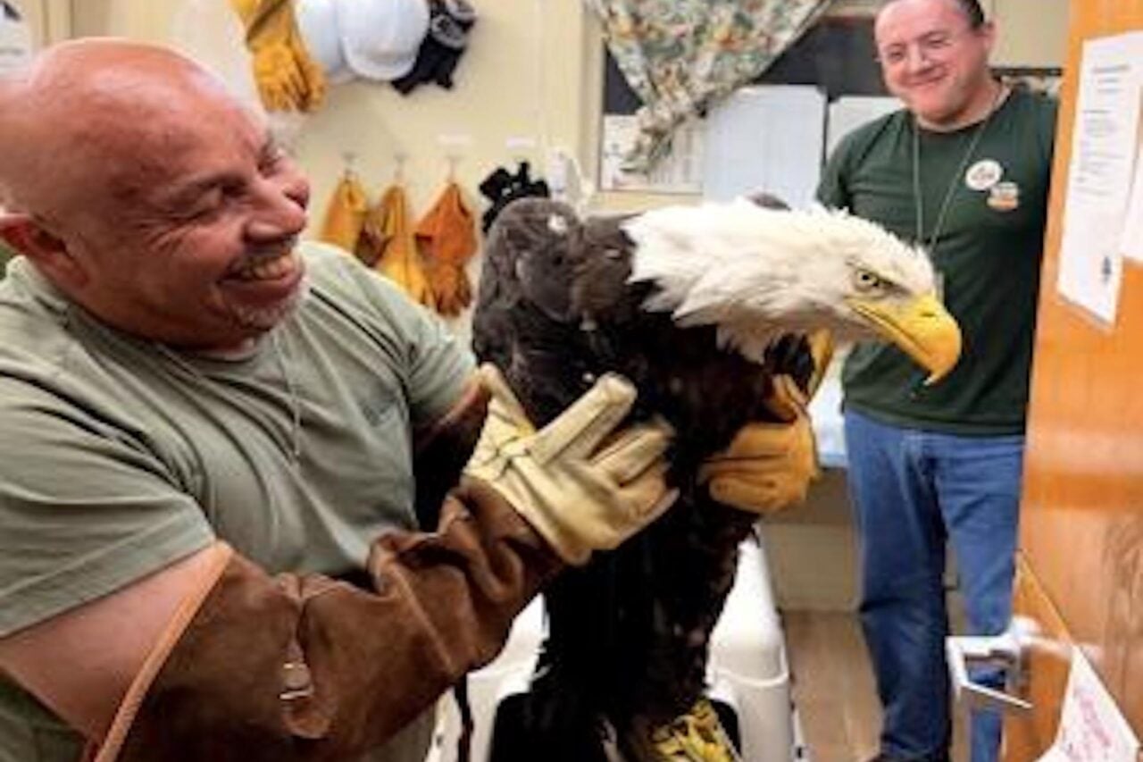 Rescued Eagle