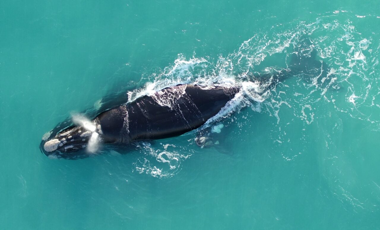 A southern right whale the right way up