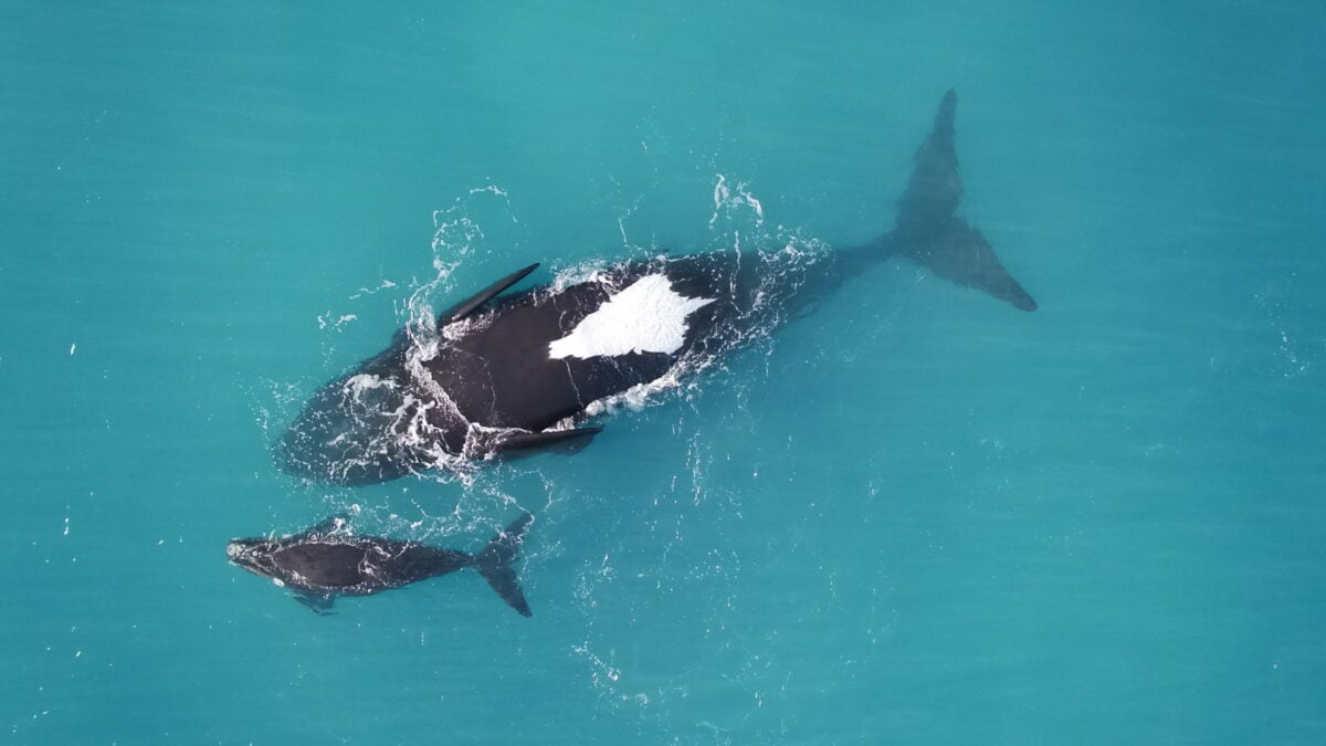 Why Are These Whale Moms Floating Upside-Down? Scientists Finally Have an Answer Why Are These Whale Moms Floating Upside-Down? Scientists Finally Have an Answer