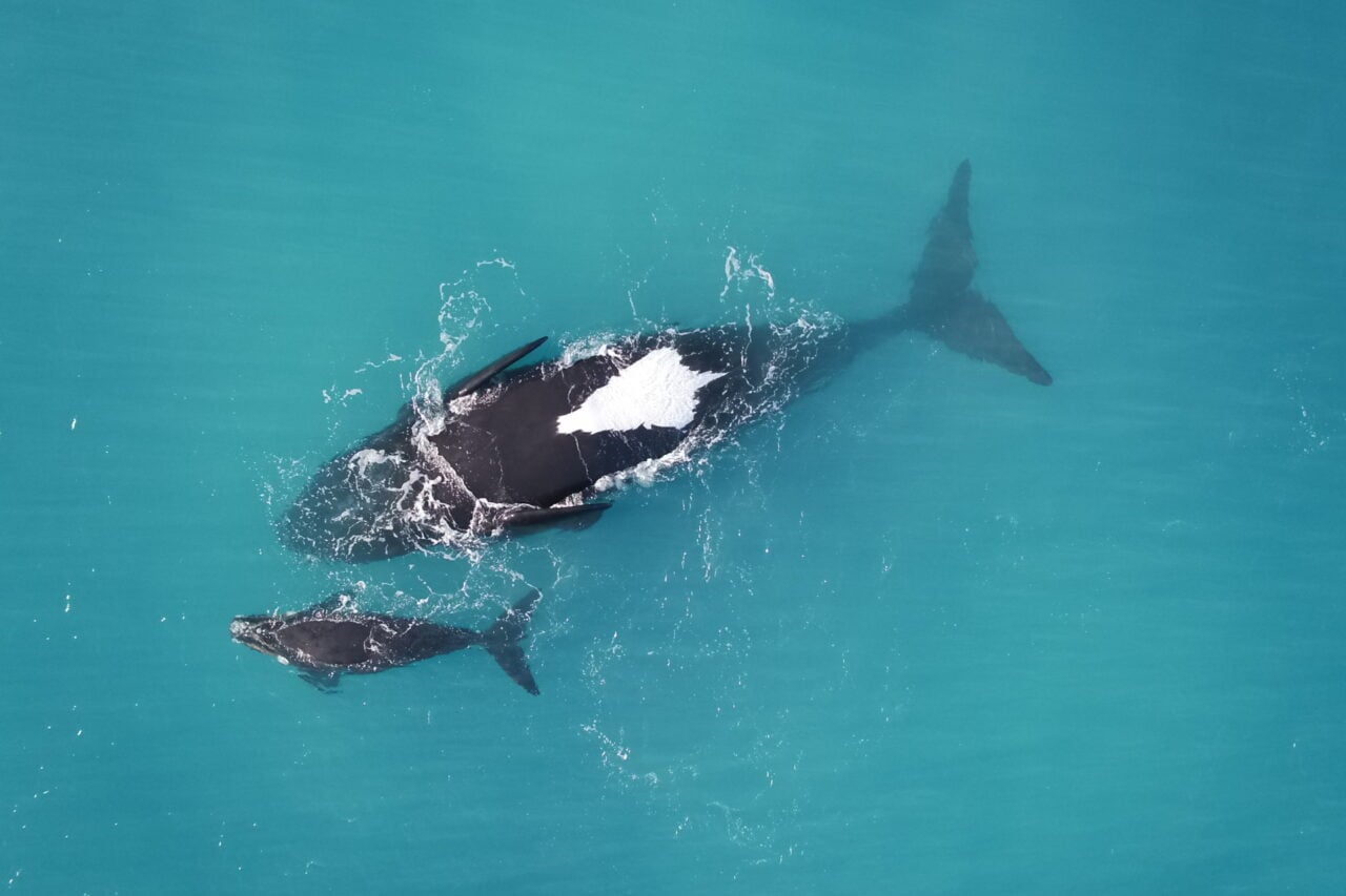 Why Are These Whale Moms Floating Upside-Down? Scientists Finally Have an Answer