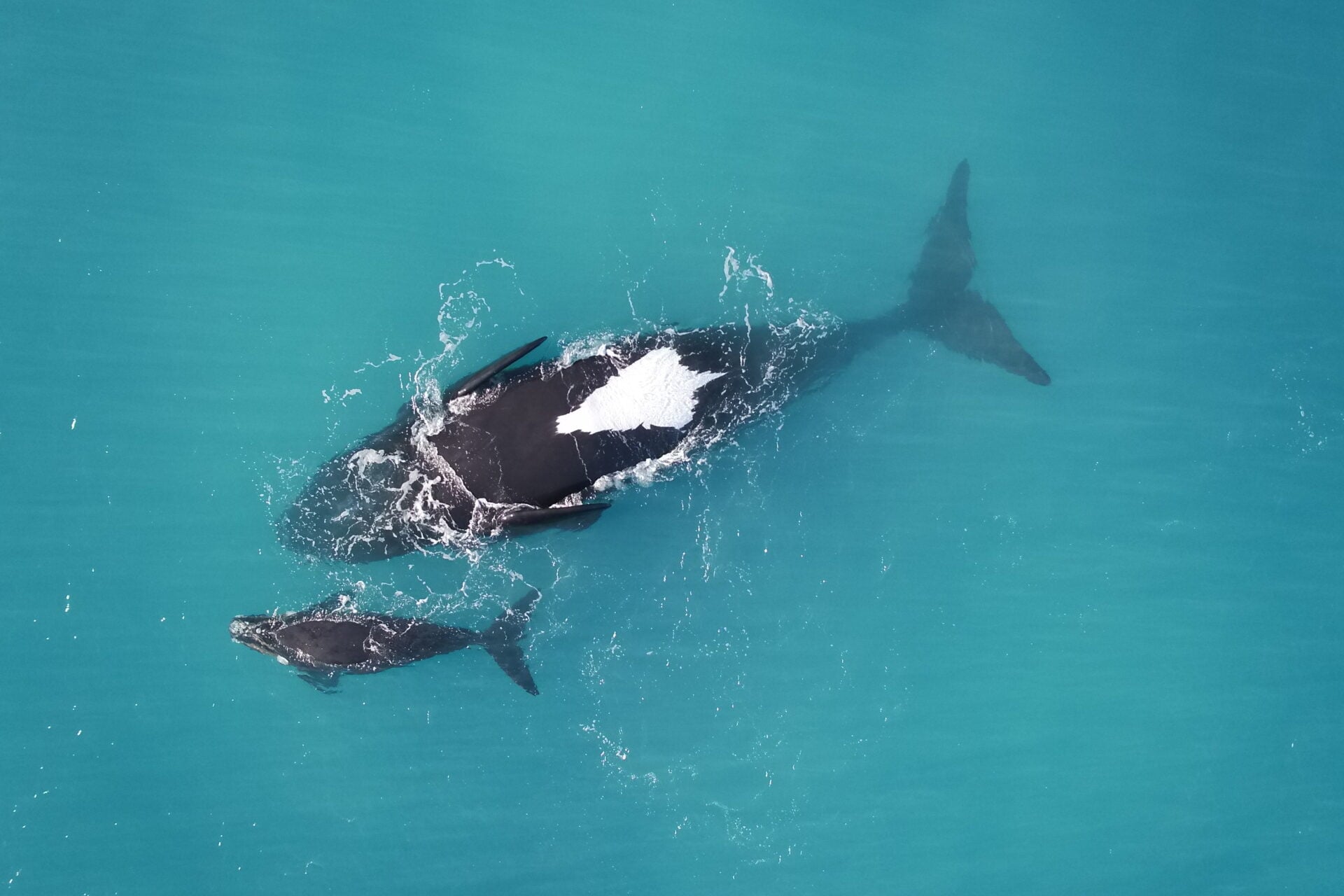 Southern right whale mother resting at the surface upside-down