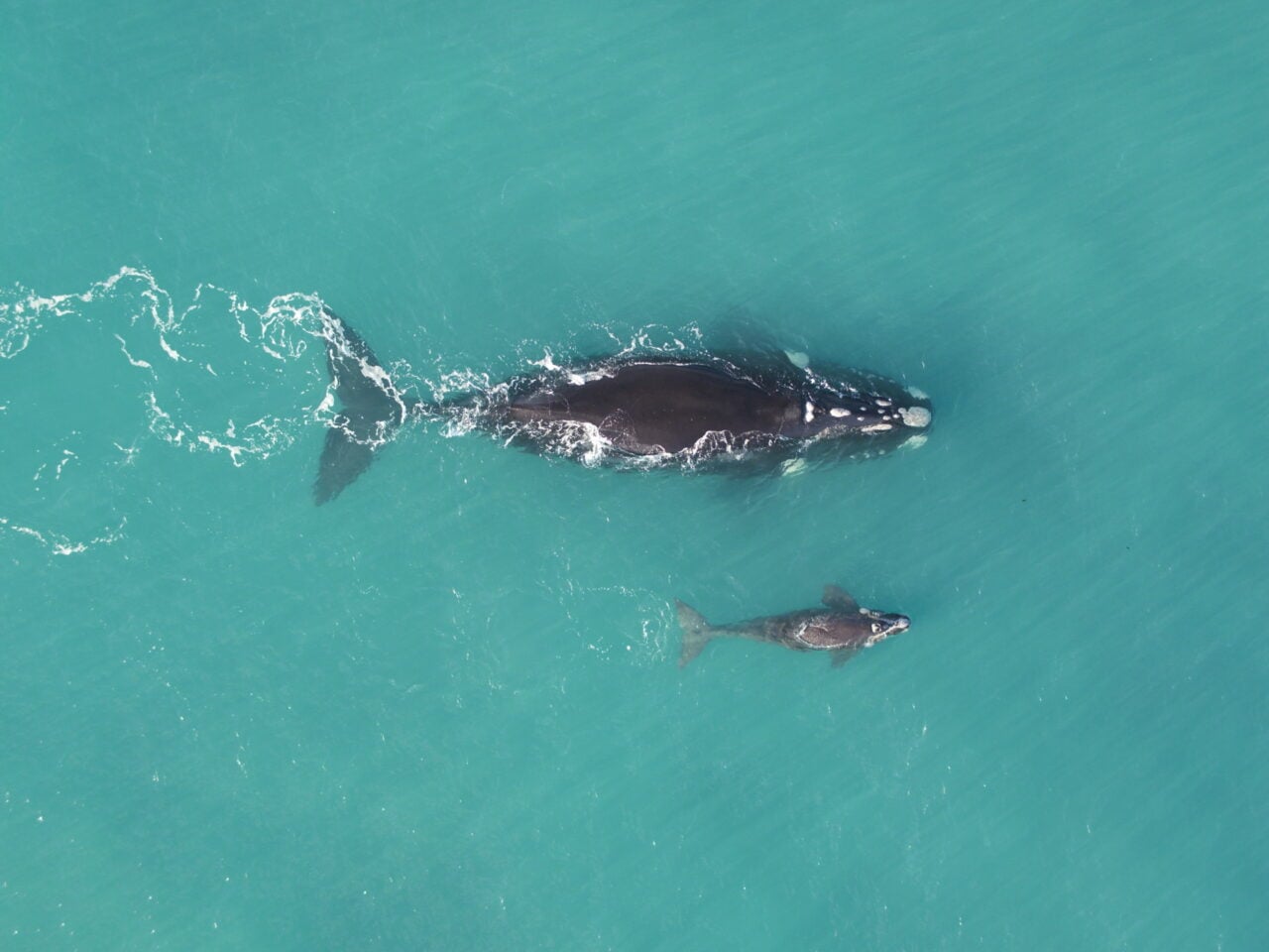 southern right whale with calf