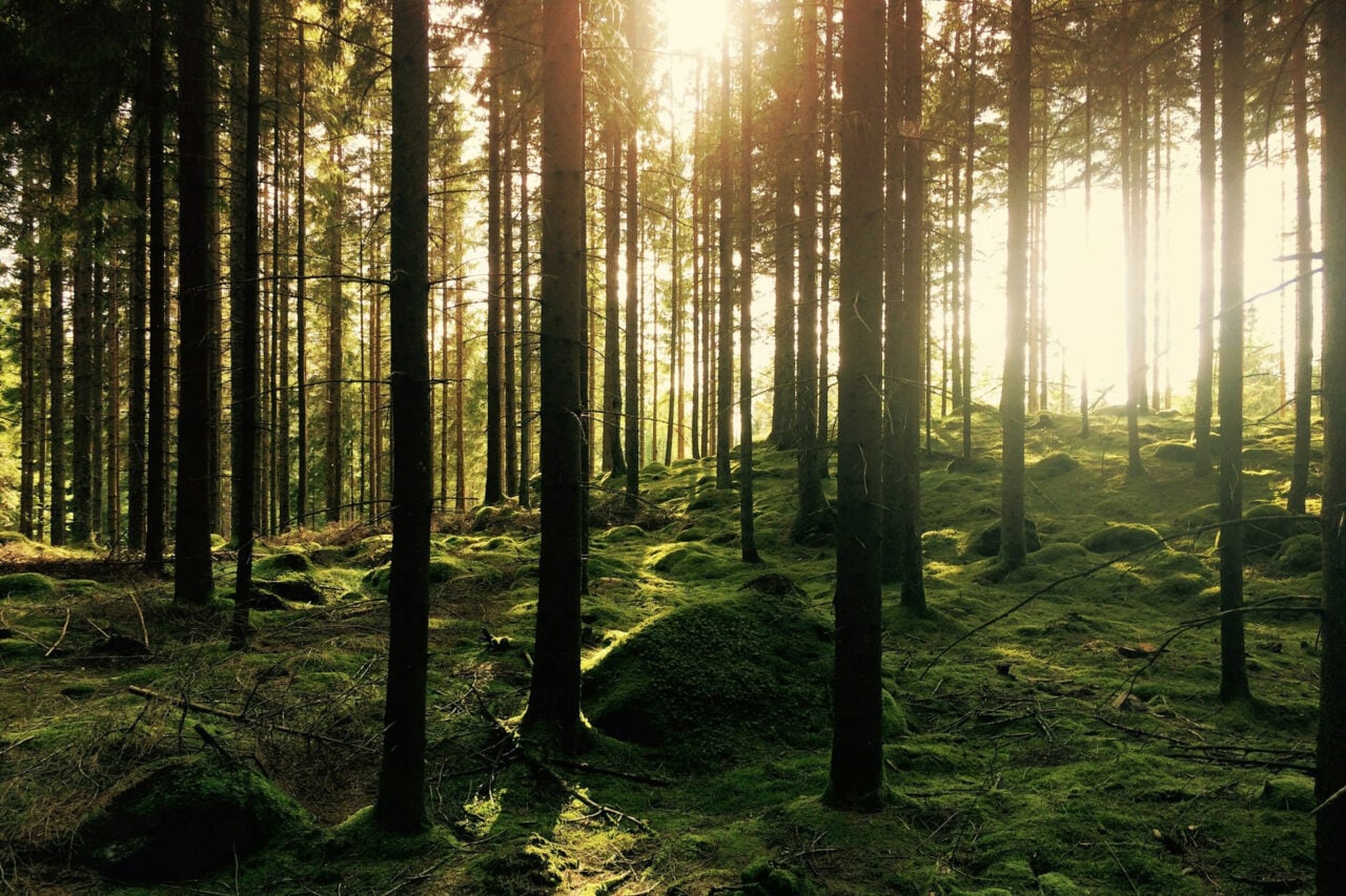 A forest in Sweden