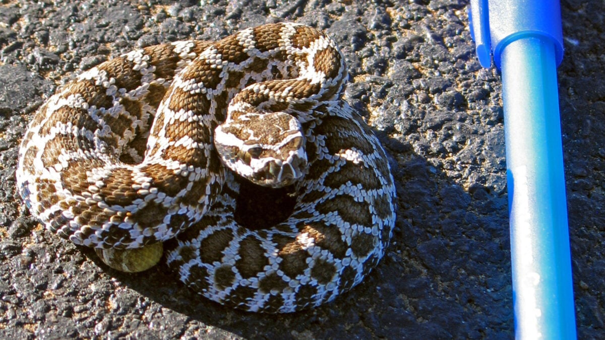 That Thing You&rsquo;ve Heard About Baby Rattlesnakes? It&rsquo;s Wrong