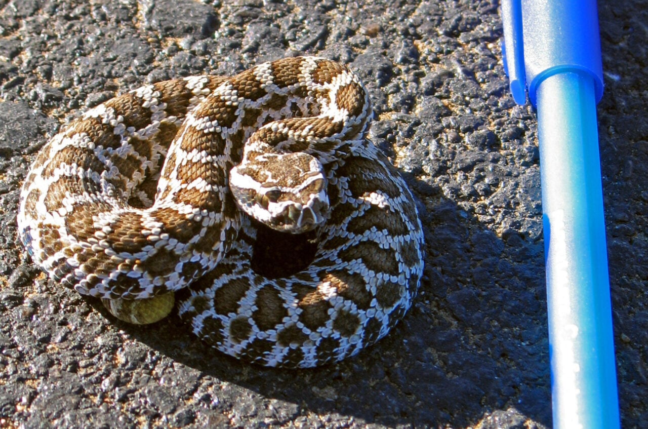 Very Small Rattlesnake Ink Pen