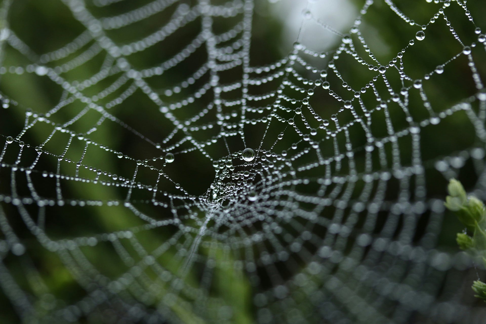 A spider web