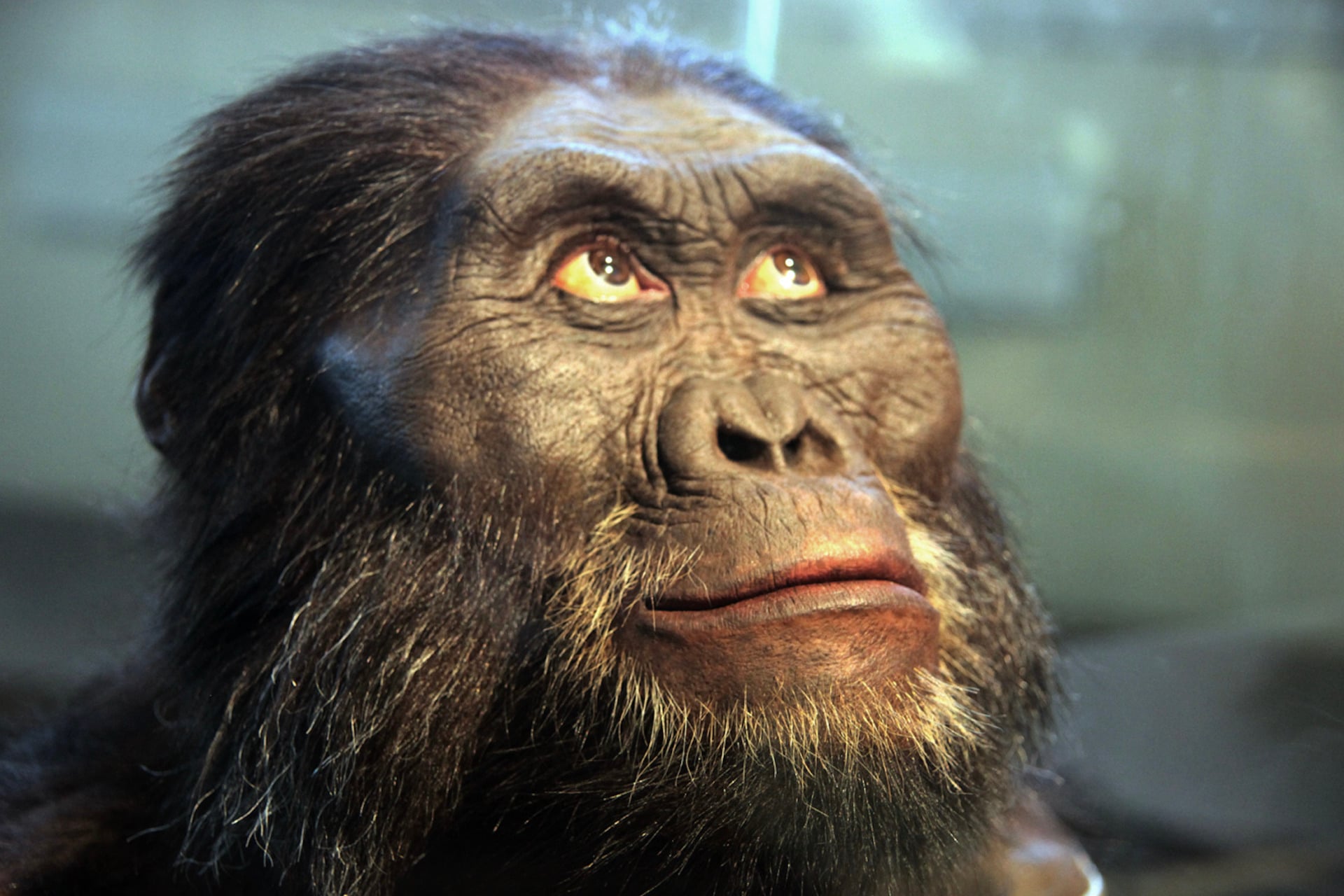 A head model of the ancient primate Australopithecus afarensis at the Smithsonian Museum of Natural History, which might belong with humans in genus Homo.
