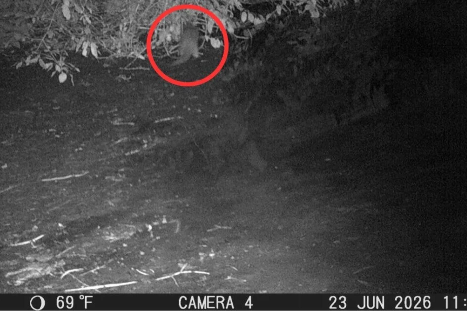 The otter, circled in red, recently spotted along the Bronx River.