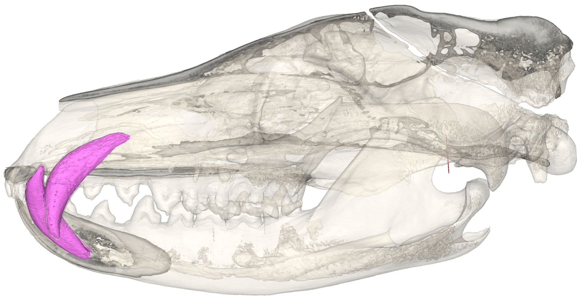 Ct Scanned Thylacine Skull Pink Canines