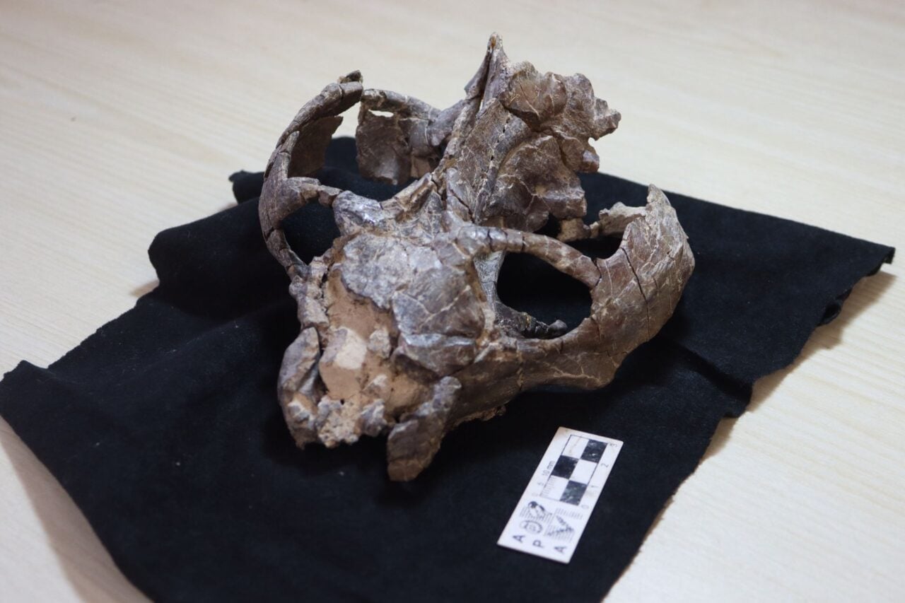 This 236-Million-Year-Old Fossil Just Rewrote the Story of Live Birth