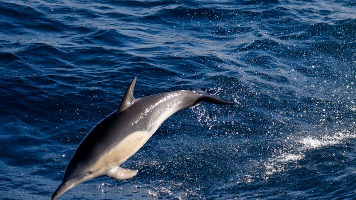 Australia Confirms Its First Known Bird Flu Death in a Dolphin Australia Confirms Its First Known Bird Flu Death in a Dolphin