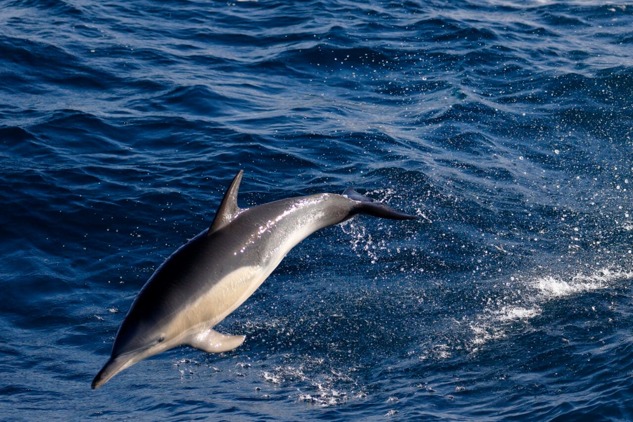 Australia Confirms Its First Known Bird Flu Death in a Dolphin