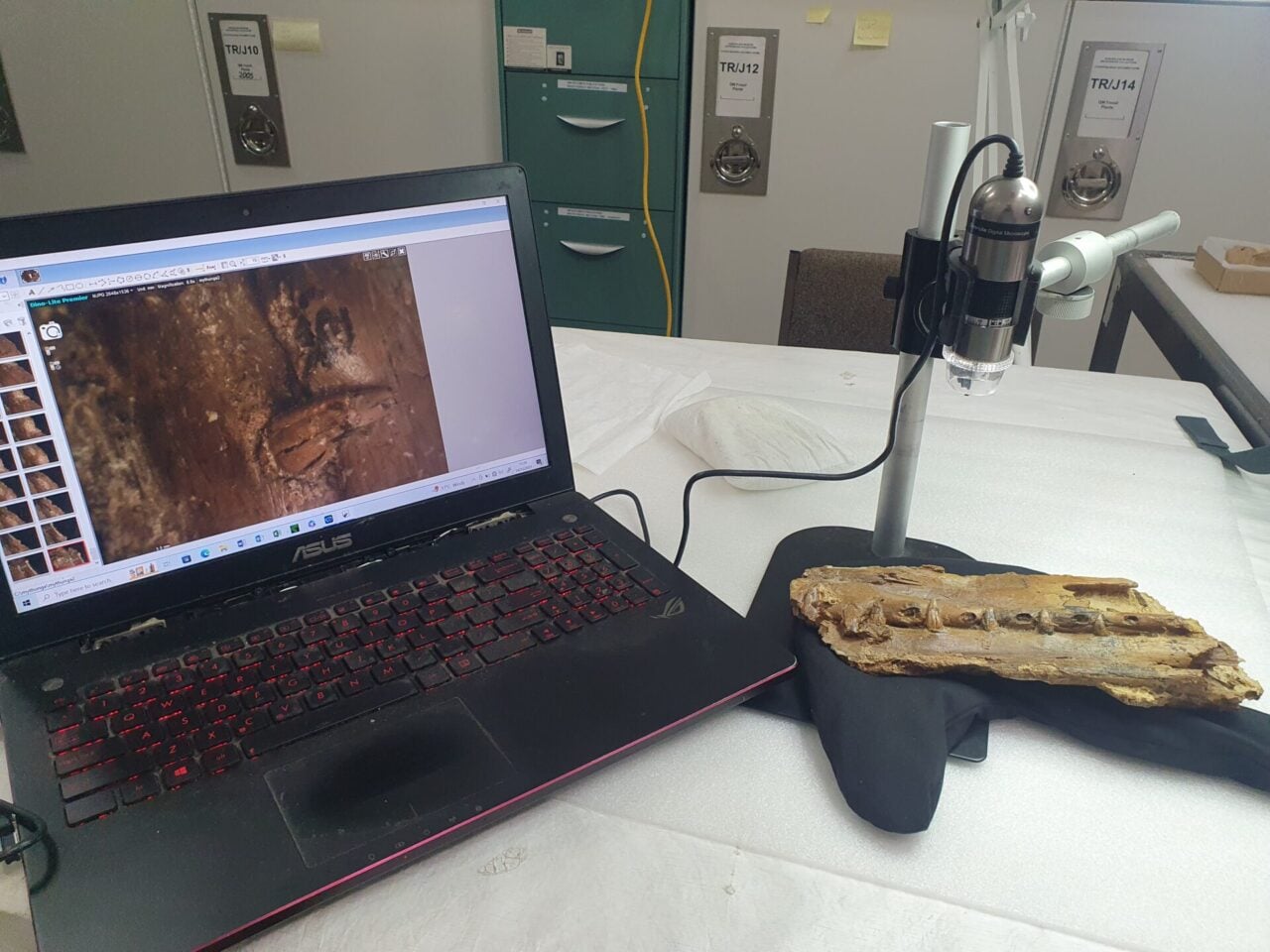 Computer 3d Work At Queensland Museum Mythunga Pterosaur