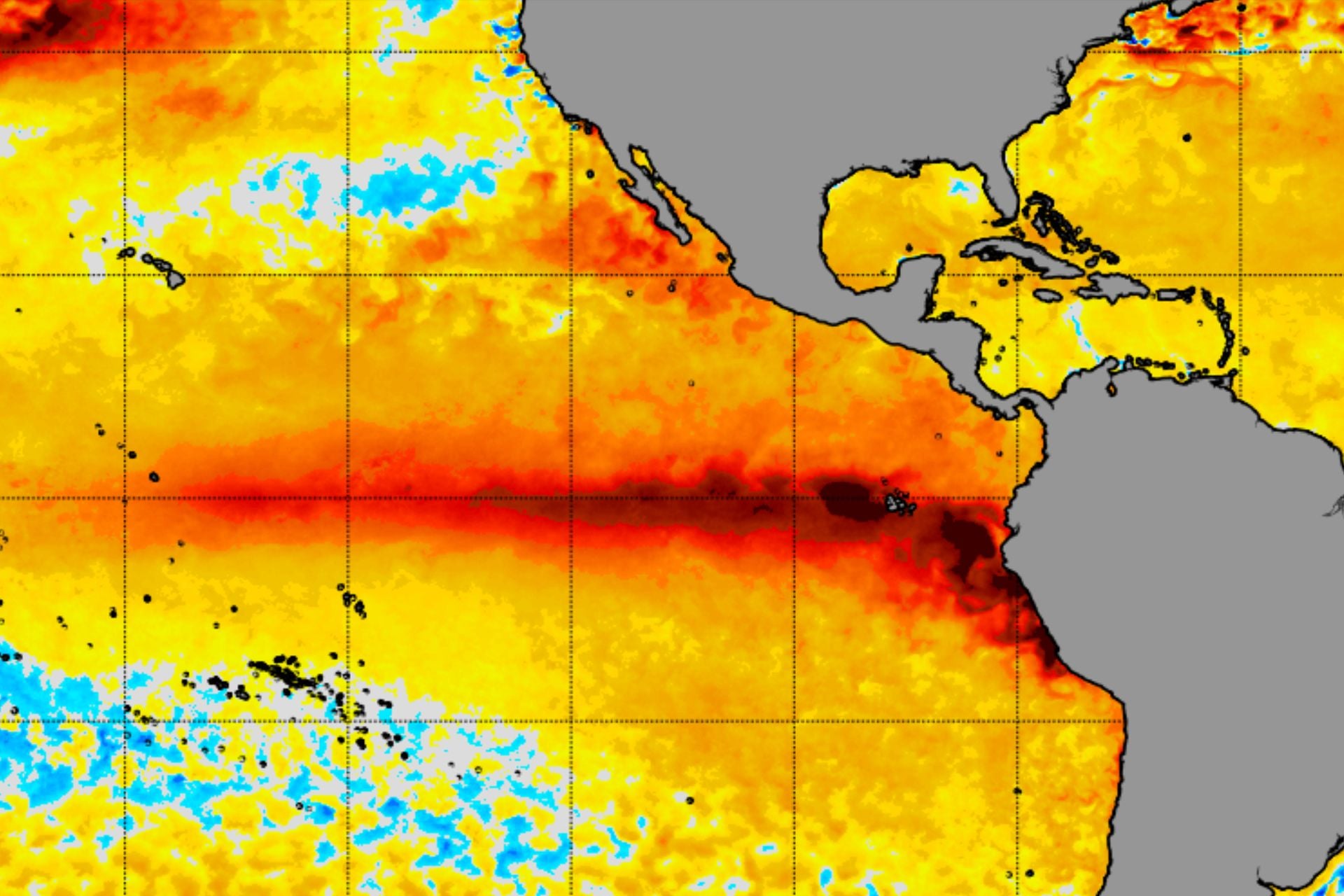 A map of sea surface temperature anomalies in the tropical Pacific on August 1, 2026. The dark red band extending out from the northwest coast of South America represents a strong El Niño. 