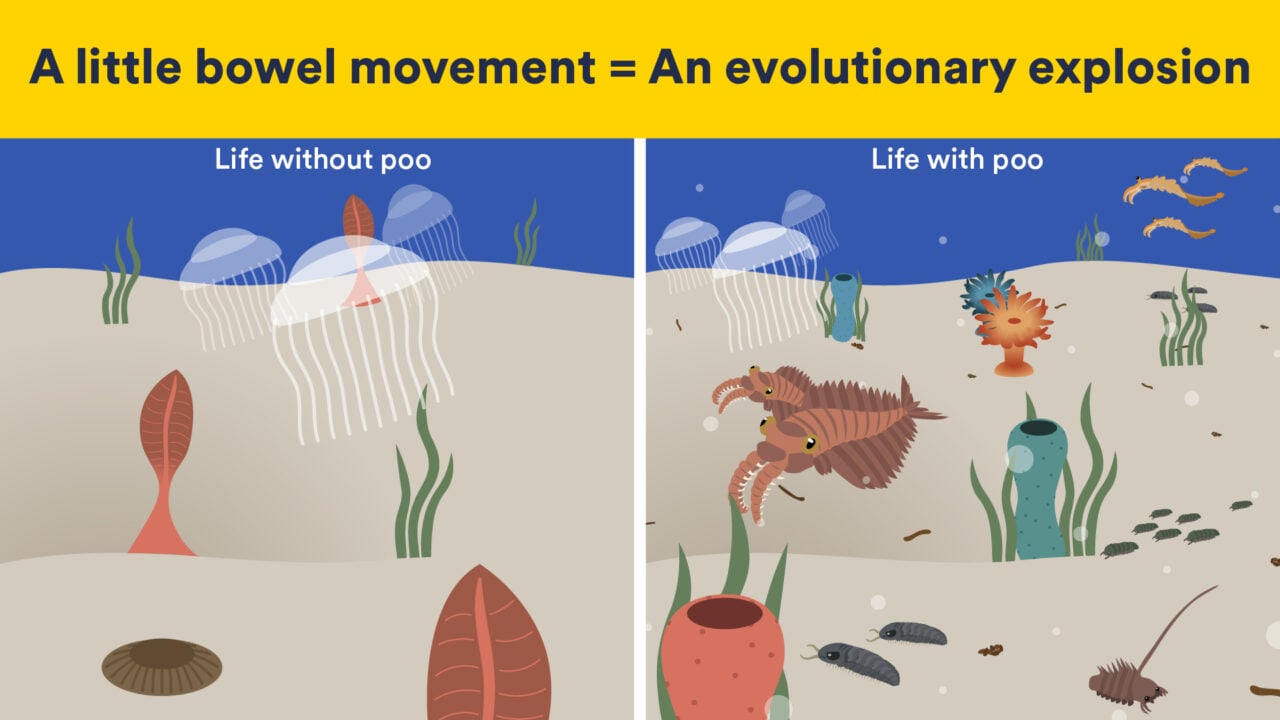 Fossil Poo Infographic