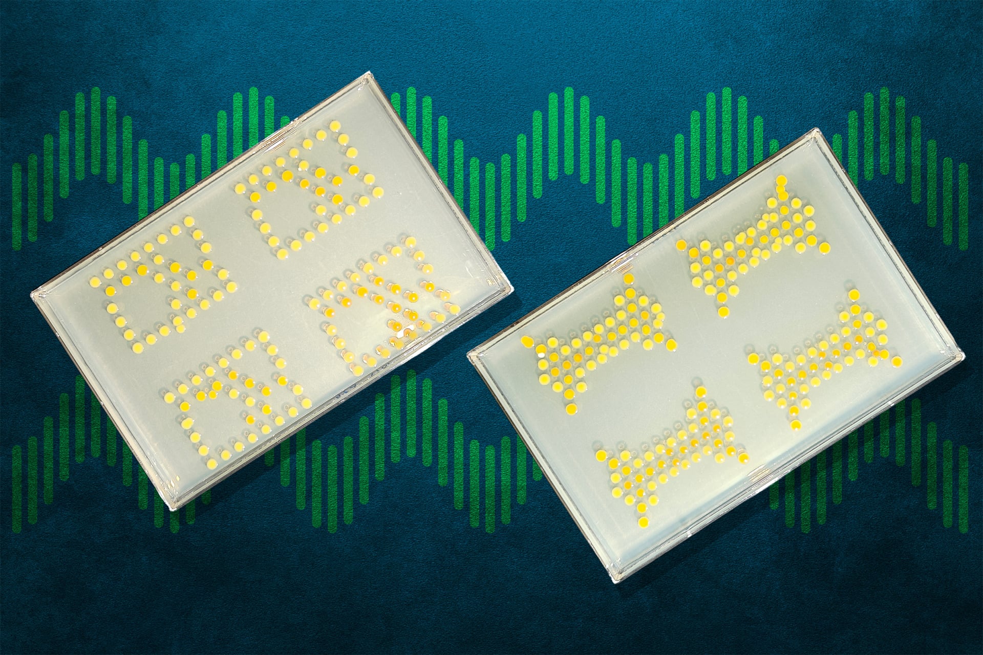 MIT researchers have engineered bacteria that can function as transistors, allowing them to create “living circuit boards” like those shown.
