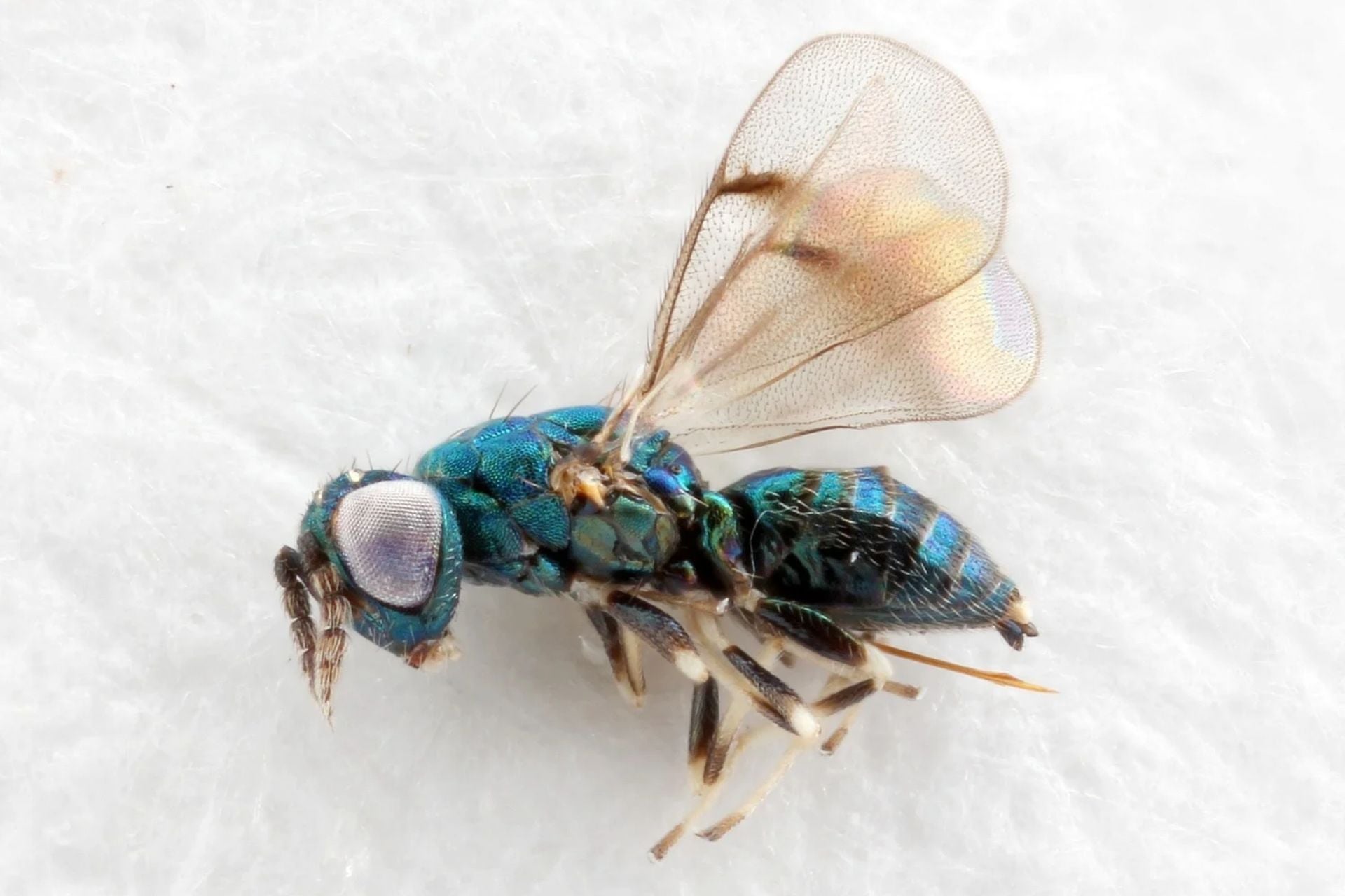 Neochrysocharis Formosa