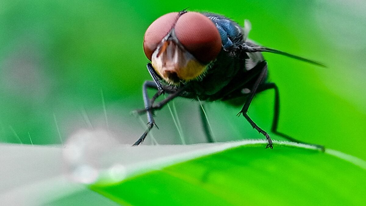 The Flesh-Eating Screwworm&rsquo;s Comeback Is Now Killing People, Too