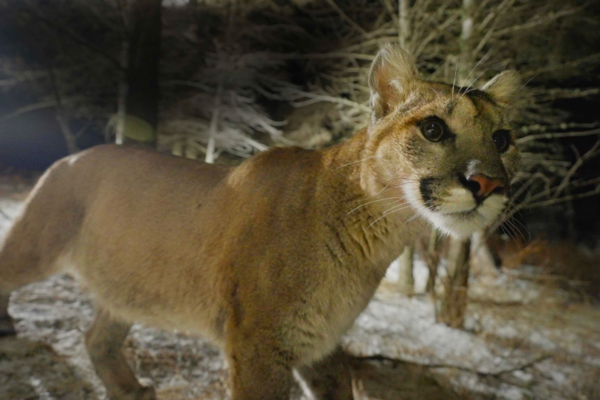 A puma recorded at night in the Olympic Peninsula.