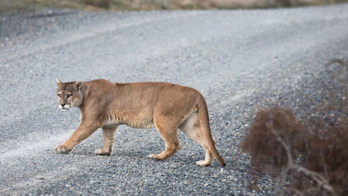 Pumas Are Helping Make Our Roads Safer, Study Finds
