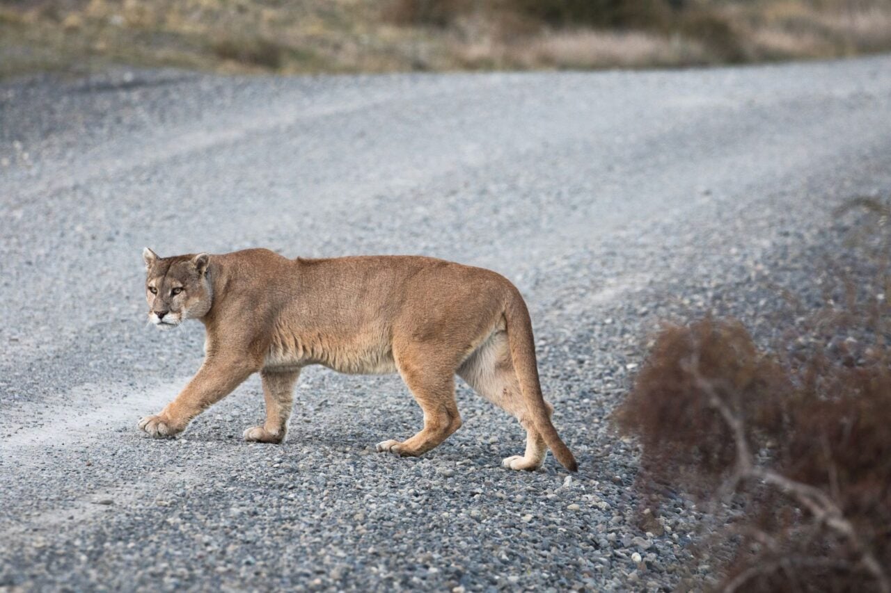 Pumas Are Helping Make Our Roads Safer, Study Finds