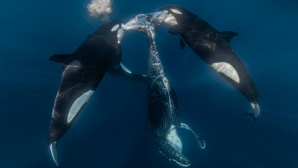 This Orca Hunt Left Behind a Brutal Scene—and the Photo Just Won an Award