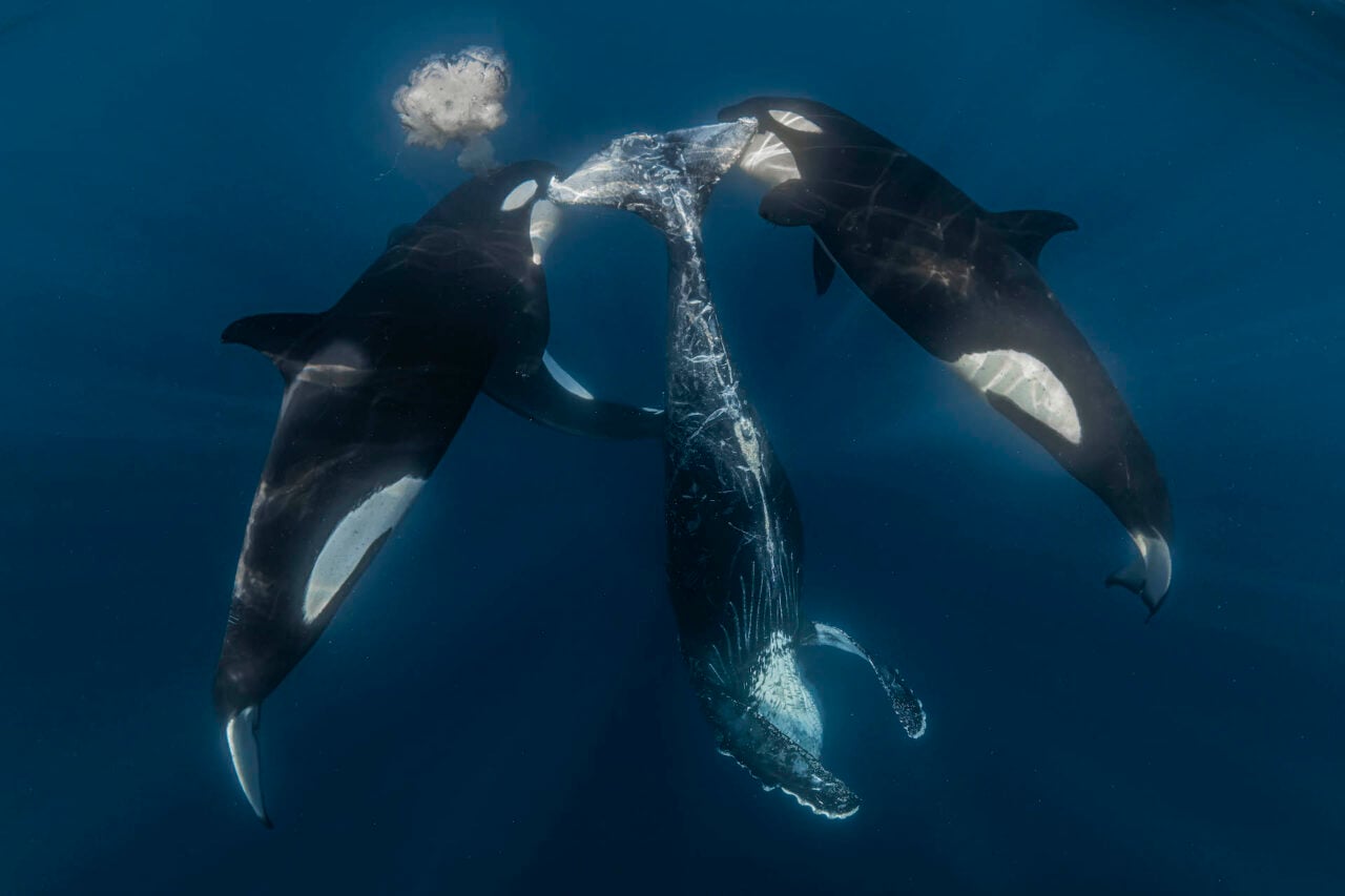 In the Pacific waters of Mexico, this photograph captures the aftermath of a successful orca hunt.