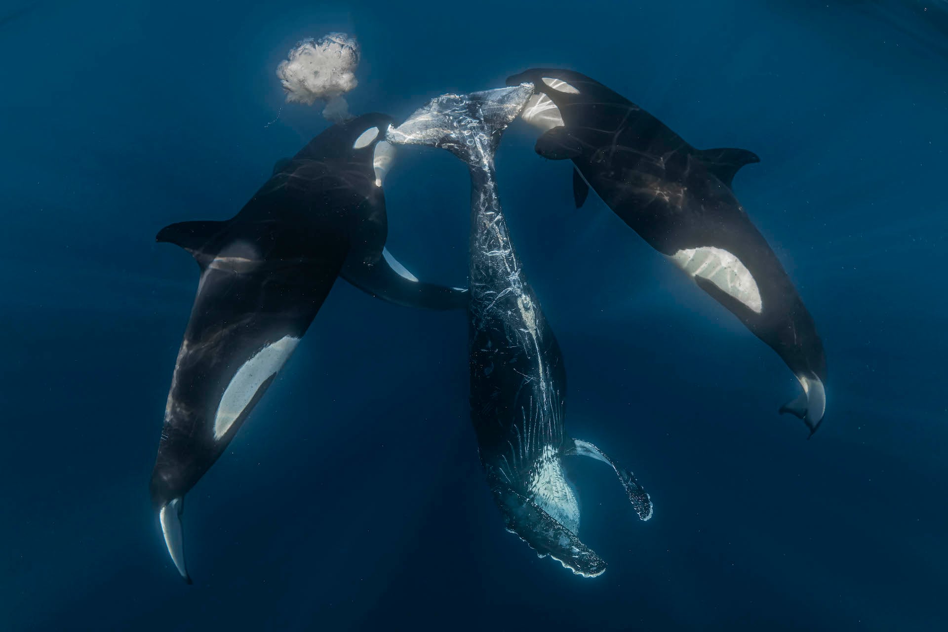 In the Pacific waters of Mexico, this photograph captures the aftermath of a successful orca hunt.