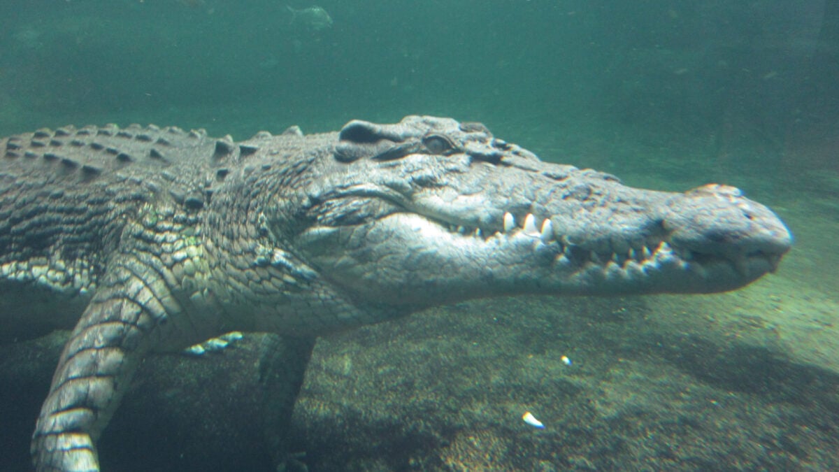 Crocodiles Evolved Backwards From Warm-Blooded Species to Cold-Blooded Killers