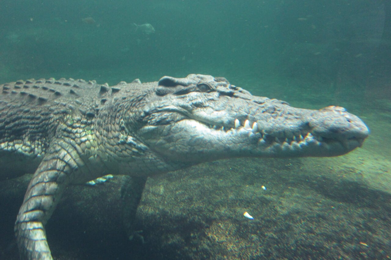 Rex Crocodile Sydney Wildlife World