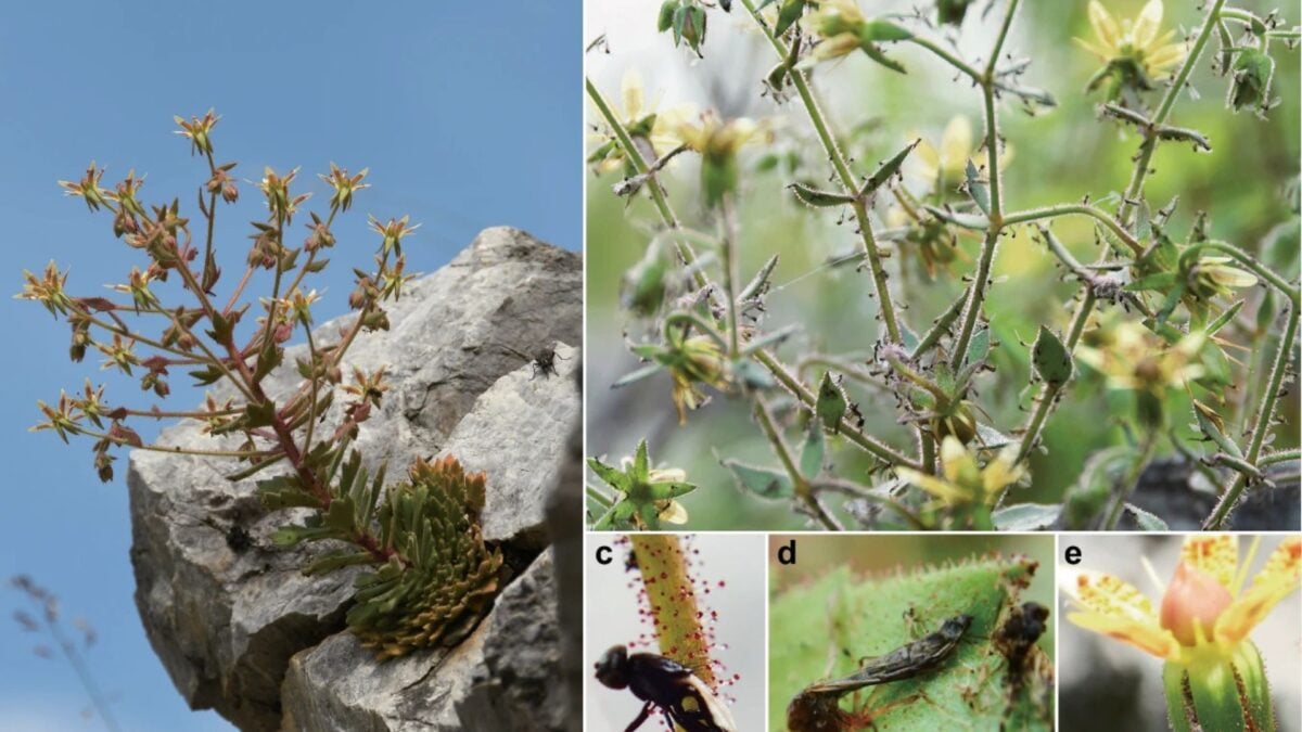 This Plant Has Been Hiding a Killer Secret. Darwin Called It…