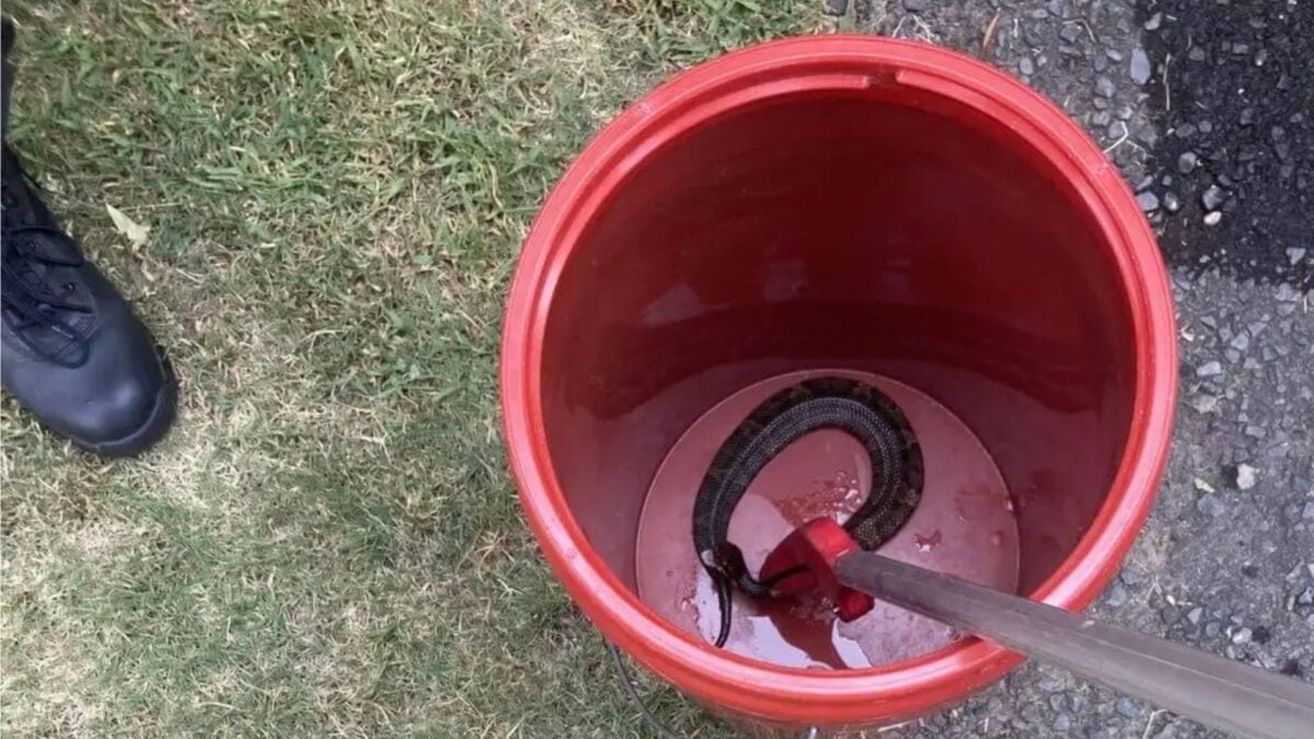 High Schooler Plays Football With Venomous Snake in His Helmet for an Hour, Somehow Escapes Unscathed