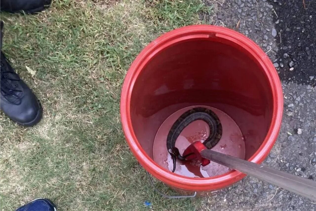 Snake In Bucket
