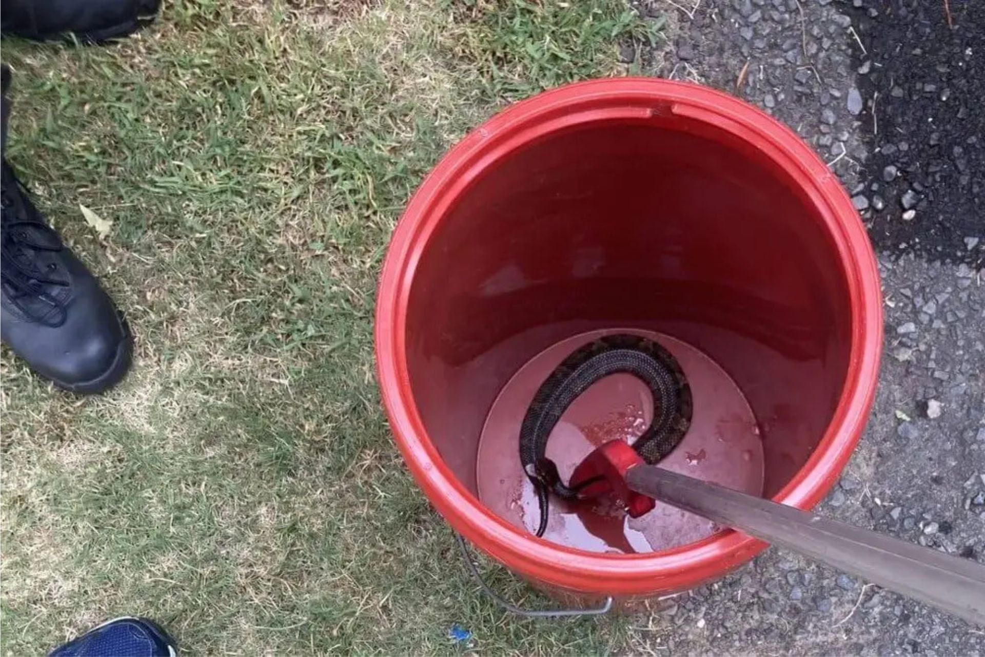 The cottonmouth snake removed from the high school student's football helmet.