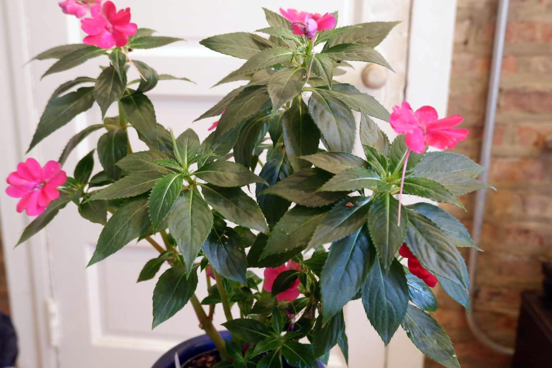 Balsam Plant