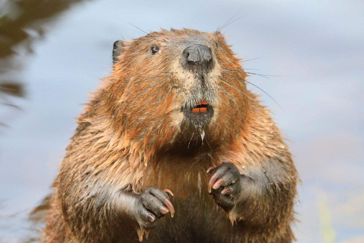 Maryland Officials Shut Down State Park After 2 Beaver Attacks