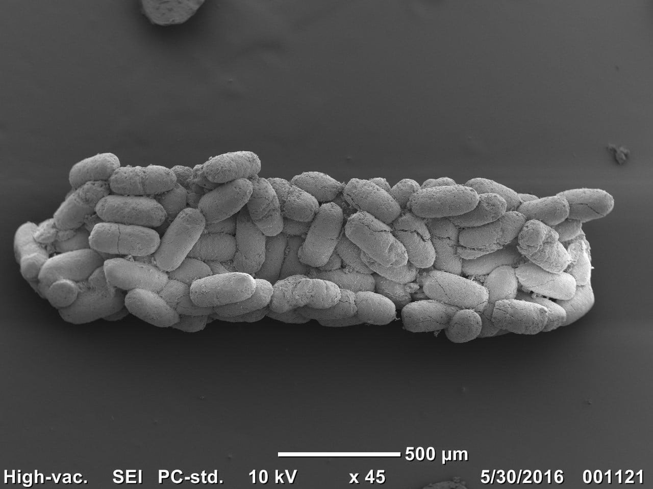 Coprolite Sample China