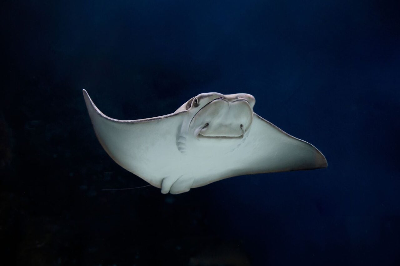 Rays Found in Polluted NYC Creek Might Be Sign of Environmental Hope