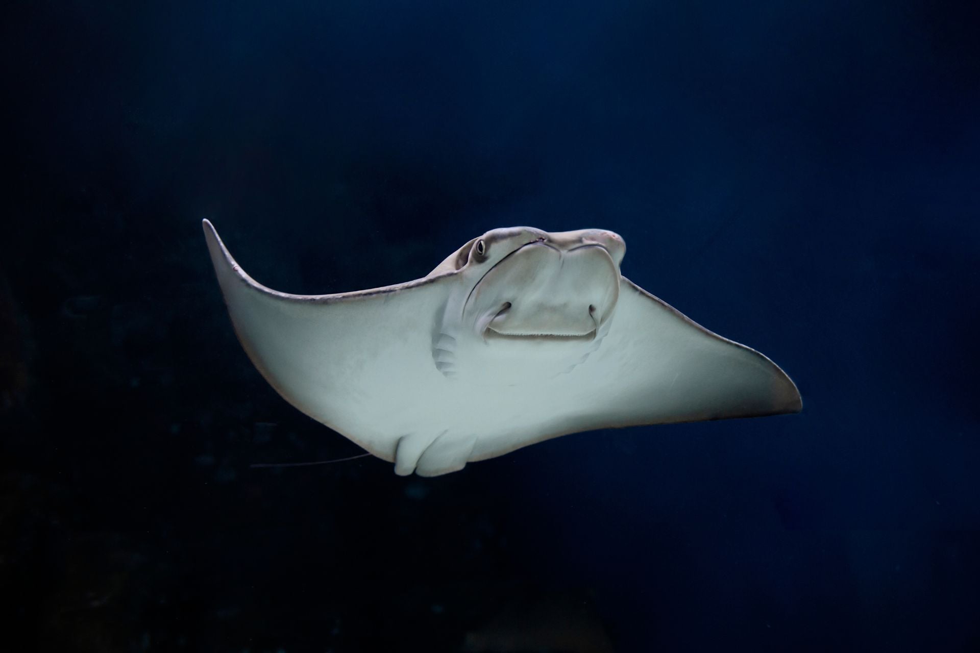 A cownose ray (Rhinoptera bonasus). These fish are widely found throughout the western Atlantic Ocean and mostly eat crustaceans and shellfish.
