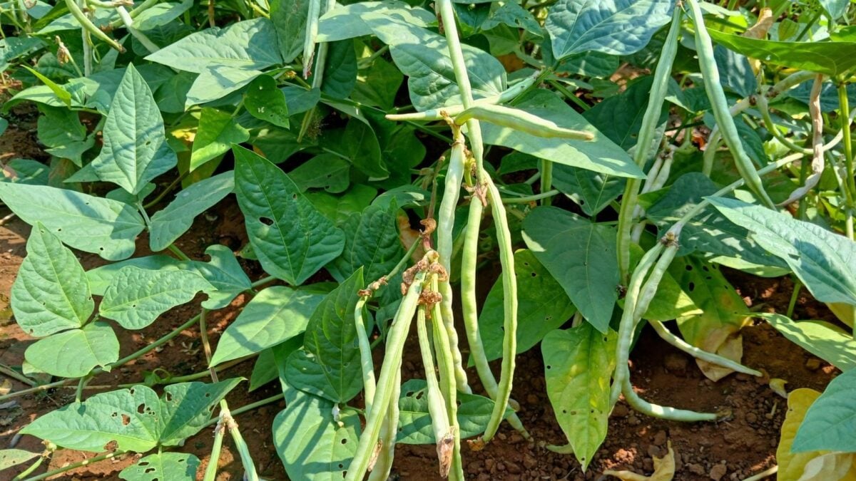 This Plant Summons Parasitic Wasps to Kill Its Enemies