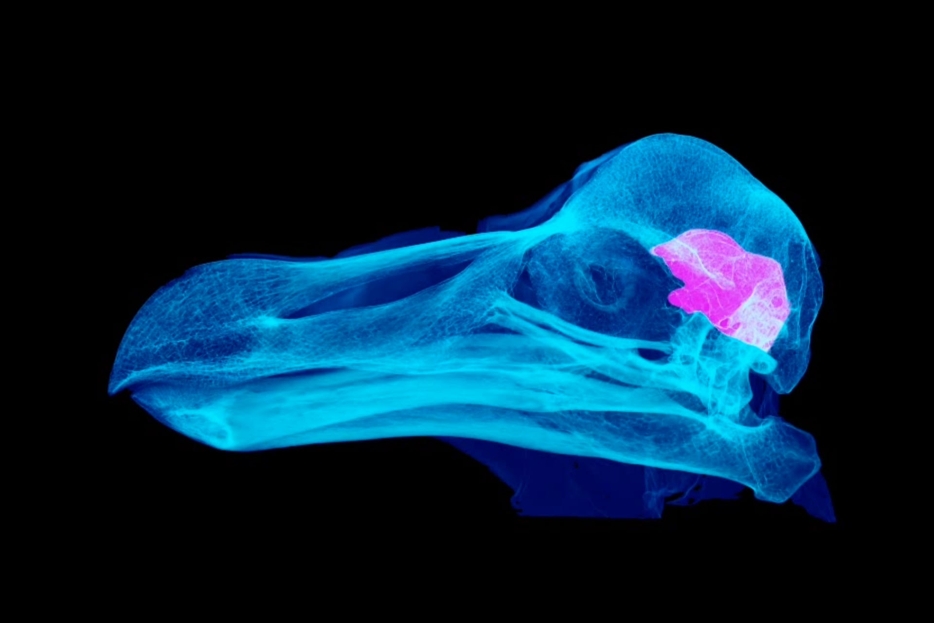 Image of spinning CT scanned dodo skull (specimen OUMNH-ZC-11605 - the “Oxford Dodo”) made transparent, with brain visible.