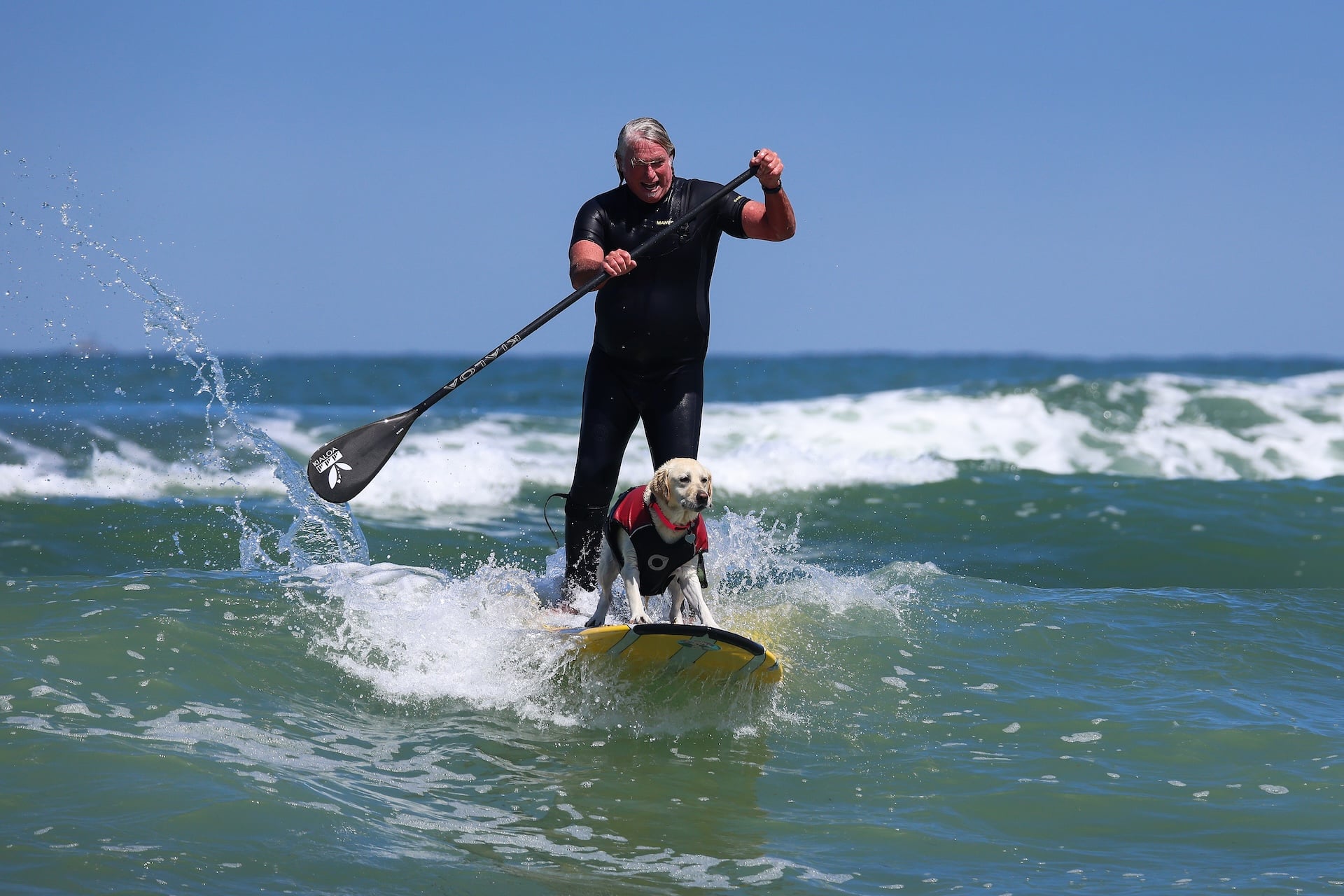 Rippin' Rosie and her owner Steve Drottar compete at the World Dog Surfing Championships on August 01, 2026 in Pacifica, California. 